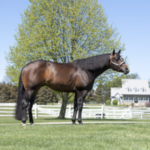 Equine Conformation Images